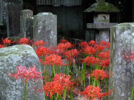 彼岸花 ヒガンバナ 不思議な花ですね